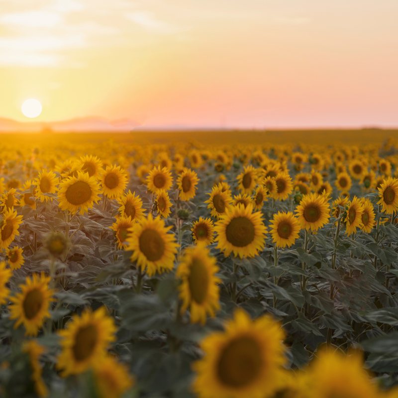 الدنيا همه !